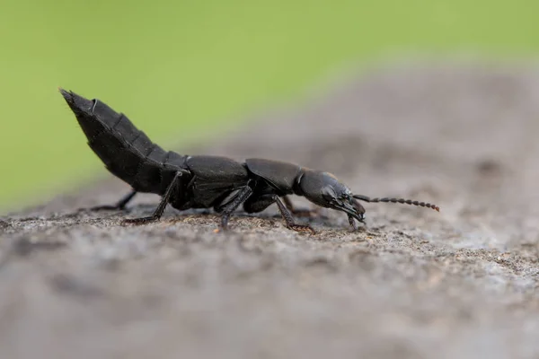 Gândacul de cal-antrenor al diavolului Ocypus olens din Republica Cehă — Fotografie, imagine de stoc