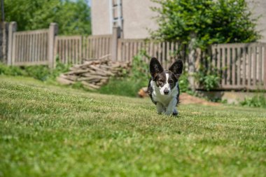 Galli Corgi Cardigan üç renkli, brindle noktalı, bahçede koşuyor