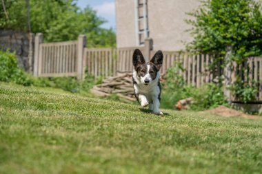 Galli Corgi Cardigan üç renkli, brindle noktalı, bahçede koşuyor