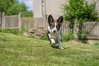 Galli Corgi Cardigan üç renkli, brindle noktalı, bahçede koşuyor