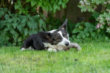 Galce Corgi hırka tricolor brindle puanla