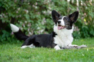Galce Corgi hırka tricolor brindle puanla