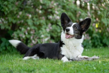 Galce Corgi hırka tricolor brindle puanla