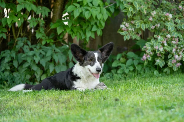 Gallois Corgi Cardigan tricolore avec des points de broderie — Photo