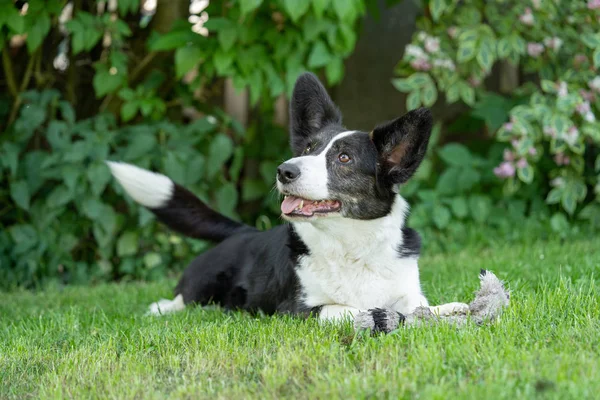 Welsh Corgi Cardigan tricolor met gestroomde punten — Stockfoto