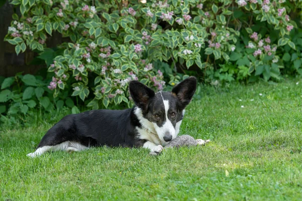 Galce Corgi hırka tricolor brindle puanla