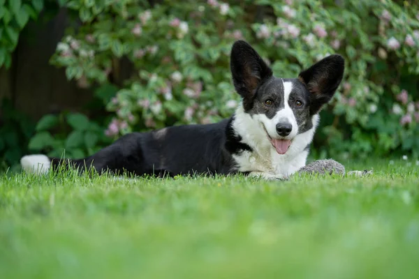 Gallois Corgi Cardigan tricolore avec des points de broderie — Photo