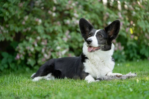 Gallois Corgi Cardigan tricolore avec des points de broderie — Photo