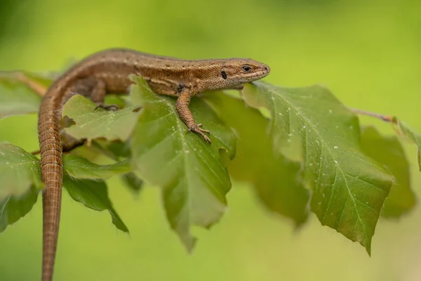 The viviparous or common lizard Zootoca vivipara in Czech Republic — Stock Photo, Image