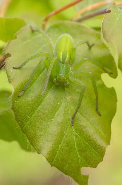Zelený lovecký pavouk, micrommata nazelenalá maskování na listě, v České republice — Stock fotografie