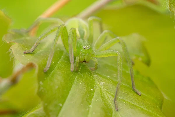在捷克共和国，绿色猎人蜘蛛，在叶子上伪装的微玛塔病毒 — 图库照片