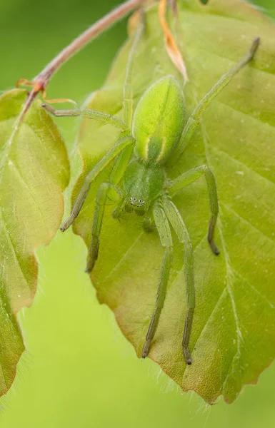 在捷克共和国，绿色猎人蜘蛛，在叶子上伪装的微玛塔病毒 — 图库照片