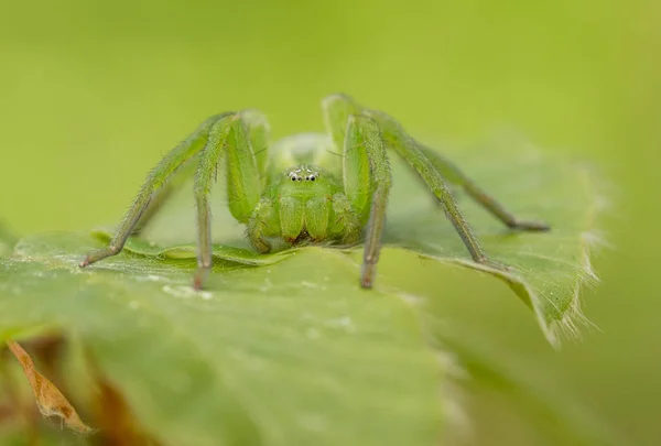 Green huntsman spider, Micrommata virescens camouflaged on leaf, in Czech Republic