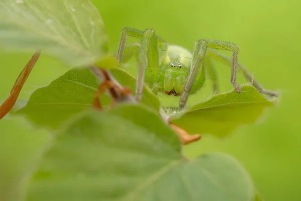 Yeşil avcı örümcek, Micrommata virescens yaprak kamufle, Çek Cumhuriyeti