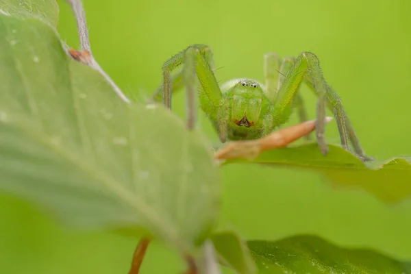 Araignée chasseuse verte, Micrommata virescens camouflée sur feuille, en République tchèque — Photo