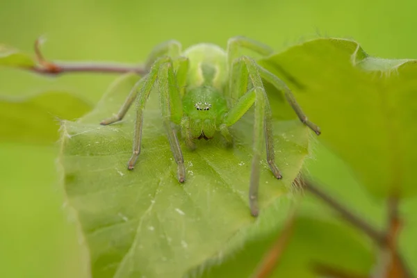 Aranha de caçador verde, Micrommata virescens camuflada na folha, na República Checa — Fotografia de Stock