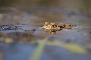 Çek Cumhuriyeti Ortak kurbağa Bufo bufo