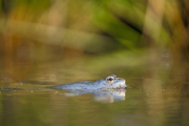 Çek Cumhuriyeti'nde Moor kurbağaRana arvalis