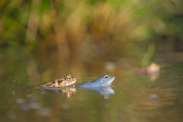 Çek Cumhuriyeti Ortak kurbağa Bufo bufo ve Moor kurbağa Rana arvalis