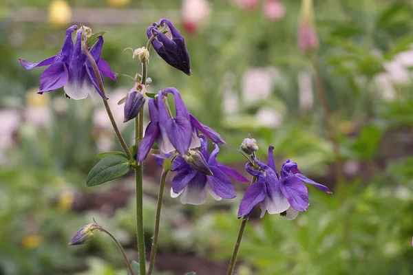 Blaue Aquilegia Blume Nahaufnahme Auf Natürlichem Hintergrund — Stockfoto