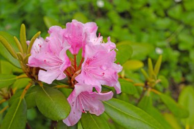 Bahçede çiçek açan rhododendron. Yakın plan pembe çalılık.