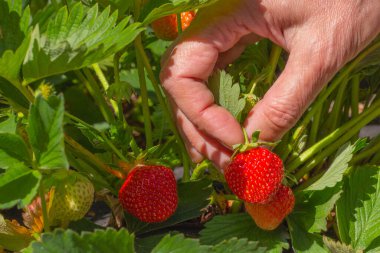 Çiftlik işçisi kadın eli bahçeden olgun organik çilekler topluyor. Vejetaryen ev yemeği. Bahçe ve tarım kavramı.