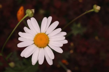 Koyu bir arka planda beyaz, vahşi bir papatya.