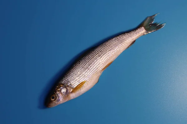 Pescado Gris Fresco Sobre Fondo Azul —  Fotos de Stock