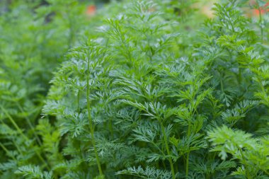 Bahçe yataklarında sıralanmış yeşil havuç, bahçende yazın olgunlaşan havuç..