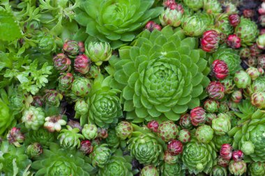 Genç taş gülleri ve sedum, Crassulaceae ailesinin sulu bitkileridir. Yakın plan. Seçici odak