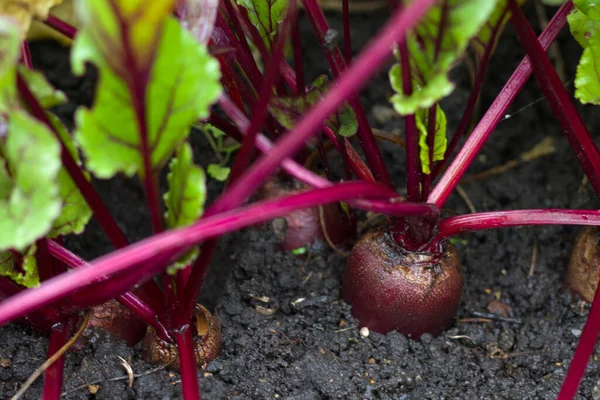 Row Green Young Beet Sprouts — Stock Photo, Image