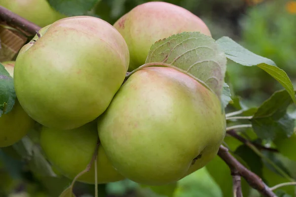 Ripe Juicy Apples Branch Close — Stock Photo, Image