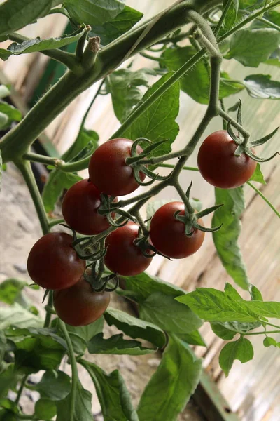 Gros Plan Tomates Cerises Foncées Colorées Poussant Sur Une Vigne — Photo