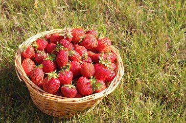 Bahçe arka bahçesindeki sepetin içinde taze çilekler. Sağlıklı beslenme ve hasat kavramı..