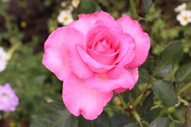 Yazın bahçedeki çalılıkta pembe güller.