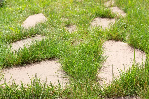 .green grass grows between the stones of the path in the garden.