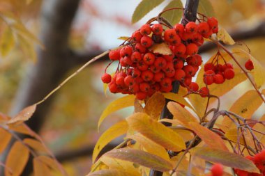 Sonbahar bahçesinde yaban mersini ve yapraklar