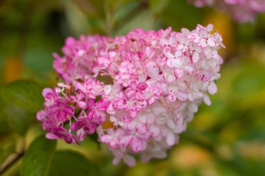 Yaz bahçesinde çiçek açan ortanca. Güzel çalı.