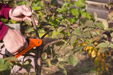 Bahçesinde budanmış elma dalları olan bahçıvan. Bahçe Bakımı Konsepti