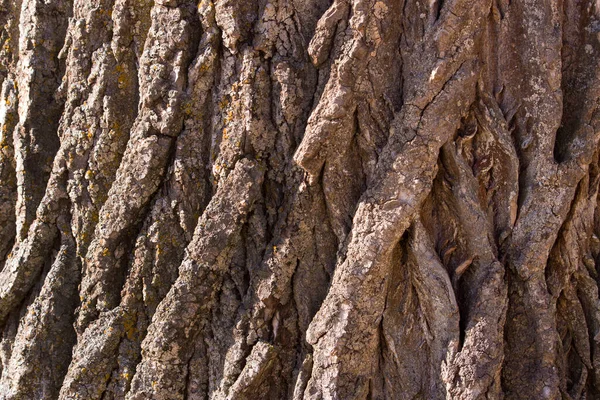 Кора Дерева Текстури Рамка Повна Природі — стокове фото