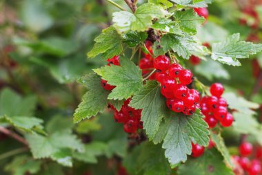 Yaz bahçesindeki bir dala asılı taze kırmızı kuşüzümü. Temizlenmeye hazır. Seçici odak.