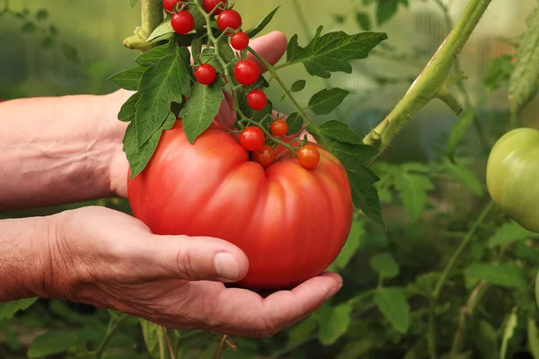 Farmer Holds Large Tomato His Hands Comparison Sizes Tomatoes Large — Stock Photo, Image