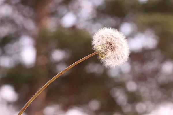 Witte Pluizige Paardebloem Met Zaden Een Wazige Groene Achtergrond Een — Stockfoto