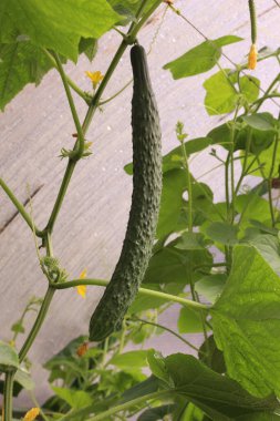 Etrafı yapraklarla çevrili bir dalda uzun bir salatalık. dikey biçim.