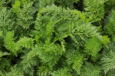 Üst havuç dokusu. Havuç dokusunun yeşil yaprağından doğal arkaplan.