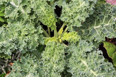 Süslü karalahana yeşillikleri. yeşil arka plan. Seçici odak.