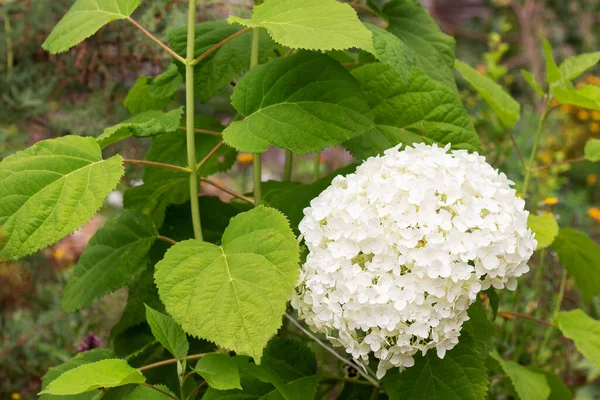 Grande Hortensia Blanche Fleurie Dans Jardin Été Arbuste Ornemental Aménagement — Photo