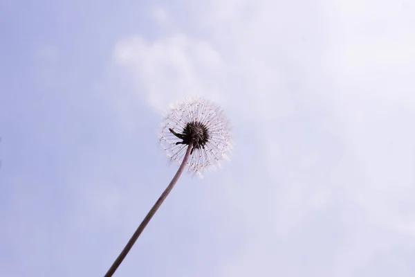 White Fluffy Dandelion Seeds Background Sky Close Fragility Concept — Stock Photo, Image