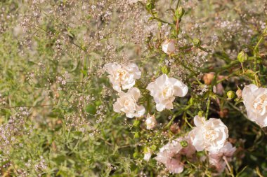 Yaz bahçesinde narin beyaz güller. Tatil kartı.