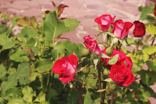 Pink roses on a bush in the garden in summer.